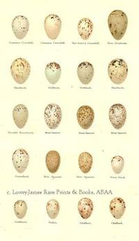 Original 19th Century Egg Print of Common Crossbill, Two-barred Crossbill, Pine Grosbeak, Hawfinch, Bullfinch, Scarlet Rosefinch, House Sparrow, Greenfinch, Tree Sparrow, Serin Finch, Goldfinch, Siskin, Chaffinch  from Coloured Figures of the Eggs of British Birds