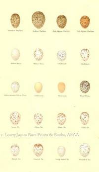 Original 19th Century Egg Print of Dartford Warbler, Rufous Warbler, Sub-alpine Warbler, Willow Wren, Chiffchaff, Yellow-browed Willow Wren, Wood Wren, Gold Crest, Fire Crest, Great Tit, Blue Tit, Coal Tit, Marsh Tit, Crested Tit, Long-tailed Tit, Bearded Tit  from Coloured Figures of the Eggs of British Birds