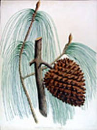 Pinus sabiniana. Douglas