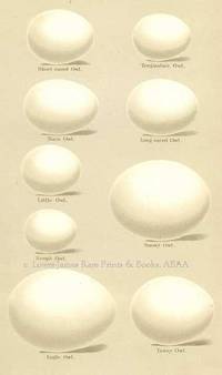 Original 19th Century Egg Print of Short-eared Owl, Tengmalm's Owl, Barn Owl, Long-eared Owl, Little Owl, Scop's Owl, Snowy Owl, Eagle Owl, Tawny Owl  from Coloured Figures of the Eggs of British Birds