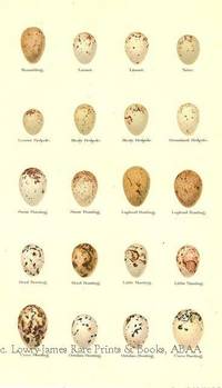 Original 19th Century Egg Print of Bramling, Linnet, Twite, Lesser Redpole, Mealy Redpole, Greeland Redpole, Snow Bunting, Lapland Bunting, Reed Bunting, Little Bunting, Corn Bunting, Ortolan Bunting  from Coloured Figures of the Eggs of British Birds