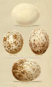 Original 19th Century Egg Print of White-tailed Eagle, Spotted Eagle, Golden Eagle  from Coloured Figures of the Eggs of British Birds