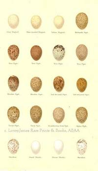 Original 19th Century Egg Print of Grey Wagtail, Blue-headed Wagtail, Yellow Wagtail, Tree Pipit, Meadow Pipit, Red-throated Pipit, Tawny Pipit, Swallow, Sand Martin, House Martin  from Coloured Figures of the Eggs of British Birds