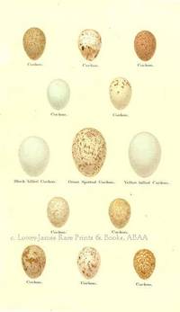 Original 19th Century Egg Print of Cuckoo, Black-billed Cuckoo, Great Spotted Cuckoo, Yellow-billed Cuckoo  from Coloured Figures of the Eggs of British Birds