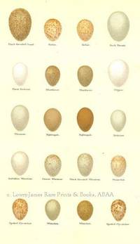 Original 19th Century Egg Print of Black-throated Ouzel, Robin, Rock Thrush, Black Redstart, Bluethroat, Dipper, Nightingale, Redstart  from Coloured Figures of the Eggs of British Birds