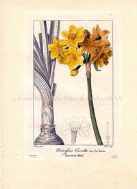 Narcissus Tazzetta Flore des Jardiniers, Amateurs et Manufacturiers d'apres les dessins de Bessa Narcissus Tazzetta Flore des Jardiniers, Amateurs et Manufacturiers d'apres les dessins de Bessa