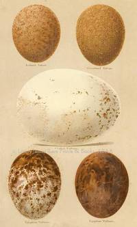 Original 19th Century Egg Print of Iceland Falcon, Greenland Falcon, Griffon Vulture, Egyptian Vulture  from Coloured Figures of the Eggs of British Birds