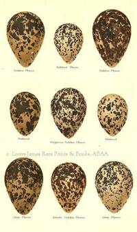 Original 19th Century Egg Print of Golden Plover, Kildeer Plover, Dotterel, Virginian Golden Pliver, Grey Plover, Asiatic Golden Plover  from Coloured Figures of the Eggs of British Birds