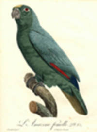 L'Amazone femelle [Mealy Amazon (Amazona farinosa)] [Pl.  85]