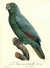 L'Amazone femelle [Mealy Amazon (Amazona farinosa)] [Pl.  85] by  Jacques (1767/8-1809) BARRABAND from Donald Heald Rare Books - Used Book