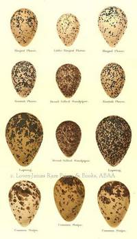 Original 19th Century Egg Print of Ringed Plover, Little Ringed Plover,  Kentish Plover, Broad-billed Plover, Lapwing, Common Snipe  from Coloured Figures of the Eggs of British Birds