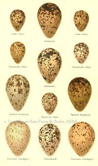 Original 19th Century Egg Print of Little Stint, Redshank, Temminick's Stint, Redshank, Spotted Redshank, America Stint, Bartram's Sandpiper, Yellowshank  from Coloured Figures of the Eggs of British Birds