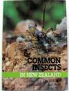 Common Insects in New Zealand
