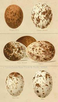 Original 19th Century Egg Print of Peregrine Falcon, Common Buzzard, Honey Buzzard, Osprey, Black Kite, Kite  from Coloured Figures of the Eggs of British Birds