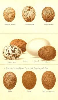 Original 19th Century Egg Print of American Kestrel, Lesser Kestrel, Sparrow Hawk, Kestrel, Goshawk, Merlin, Hobby, Red-footed Falcon  from Coloured Figures of the Eggs of British Birds