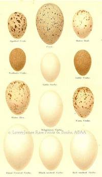 Original 19th Century Egg Print of Spotted Crake, Coot, Water Rail, Baillon's Crake, Little Grebe, Little Crake, Water Hen, Sclovian Grebe, Corn Crake, Great-crested Grebe, Black-necked Grebe, Red-necked Grebe  from Coloured Figures of the Eggs of British Birds