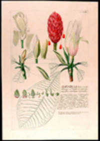 Magnolia [Pl. LXIII]