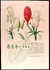 Magnolia [Pl. LXIII] by  After George Dionysius (1710-1770) EHRET from Donald Heald Rare Books - Used Book