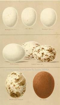 Original 19th Century Egg Print of Montagu's Harrier, Hen Harrier, Marsh Harrier, Swallow-tailed Kite, Rough Legged Buzzard, Jer Falcon  from Coloured Figures of the Eggs of British Birds