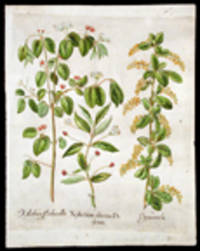 Xylosteon alterum Dodonei [Alpine honeysuckle]; Xylostium floribus albis [Fly honeysuckle]; Oxyacantha [Barberry]