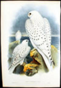 Falco Candicans [Greenland Gyrfalcon]