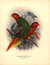 The Fair Lory (Male and Female) [Pl. LV] by  St. George Jackson (1827-1900) - John Gerrard KEULEMANS (1842-1912) MIVART from Donald Heald Rare Books - Used Book