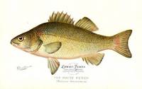 The White Perch (Roccus Americanus)