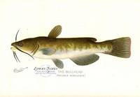 The Bullhead (Amiurus nebulosus)