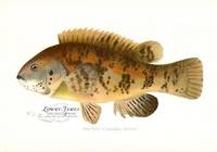 Tautog (Tautoga Onitis)