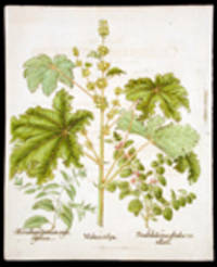Malua crispa [Curled mallow]; Pseudodictamus floribus vertillatis [False dittany]; Marubium Creticum angustifolium [Cretan horehound]