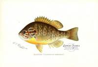 Sunfish (Eupomotis Gibbosus)