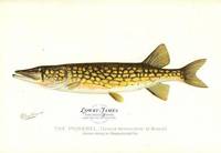 The Pickerel (Lucius Reticulatus. Le Sueur.)  From a Pond in Massachusetts