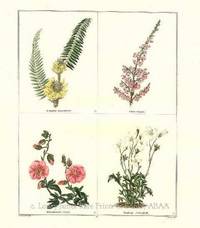The Botanic Garden- Astragalus alopecuroides, Erica vulgaris, Helianthemum roseum, Saxifraga ceratophylla. Consisting of Highly Finished Representations of Hardy Ornamental Flowering Plants, Cultivated in Great Britain The Botanic Garden- Astragalus alopecuroides, Erica vulgaris, Helianthemum roseum, Saxifraga ceratophylla. Consisting of Highly Finished Representations of Hardy Ornamental Flowering Plants, Cultivated in Great Britain