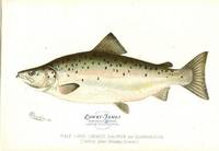 Male Land Locked Salmon or Quananiche (Salmo Salar Sebago. Girard)