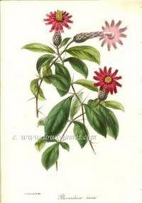 Antique Botanical Print from Paxton's Magazine of Botany and Register of Flowering Plants  Barnadesia Rosea