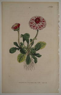 N. 228 (Bellis Perennis var. Major Flore Pleno, Great Double Daisy.)