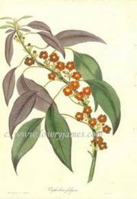 Antique Botanical Print from Paxton's Magazine of Botany and Register of Flowering Plants  Euphorbia Fulgens