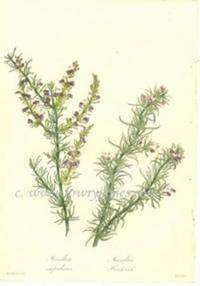 Antique Botanical Print from Paxton's Magazine of Botany and Register of Flowering Plants  Muraltia Stipulacea & Heisteria