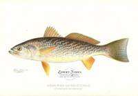 Weak-fish or Squeteague (Cyanoscion Regale)