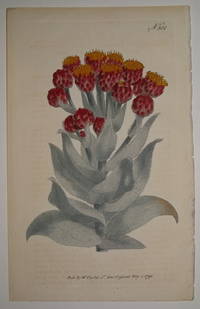 N. 300 (Gnaphalium Eximium. Giant Cudweed.)