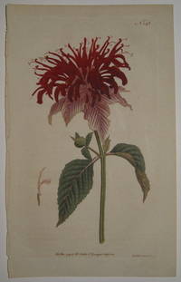 N. 145 (Monarda Fistulosa, var. Crimson Monarda.)