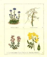 The Botanic Garden- Globularia vulgaris, etal. Consisting of Highly Finished Representations of Hardy Ornamental Flowering Plants, Cultivated in Great Britain The Botanic Garden- Globularia vulgaris, etal. Consisting of Highly Finished Representations of Hardy Ornamental Flowering Plants, Cultivated in Great Britain