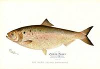 The Shad (Clupea Sapidissima)