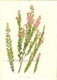 Antique Botanical Print from Paxton's Magazine of Botany and Register of Flowering Plants  Boronia Crenulata