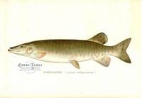 Mascalonge (Lucius Masquinongy)