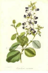 Antique Botanical Print from Paxton's Magazine of Botany and Register of Flowering Plants  Crotalaria verrucosa