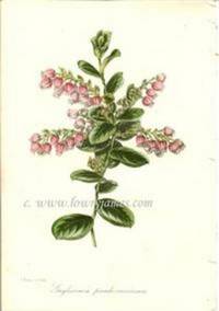 Antique Botanical Print from Paxton's Magazine of Botany and Register of Flowering Plants  Gaylussacia Pseudo-vaccinium