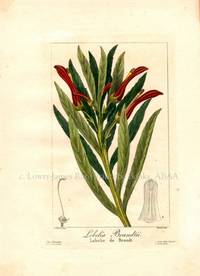Lobelia Brandtii. Flore des Jardiniers, Amateurs et Manufacturiers d'apres les dessins de Bessa Lobelia Brandtii. Flore des Jardiniers, Amateurs et Manufacturiers d'apres les dessins de Bessa
