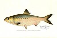Hickory Shad (Pomolobus Mediocris)