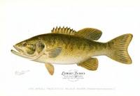 The Small-mouthed Black Bass (Micropterus Dolomieu)